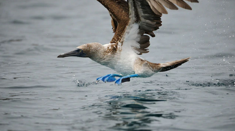 Blue-footed Boobies