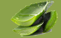 lidah-buaya.jpg