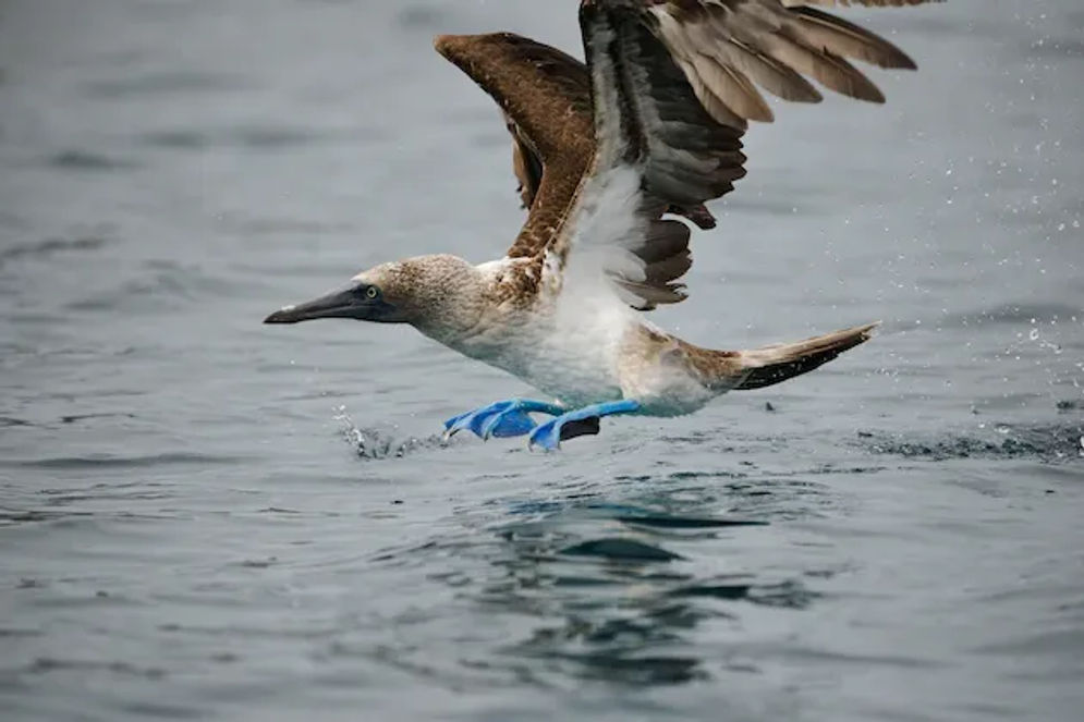 Blue-footed boobies (boobies berkaki biru) adalah salah satu burung yang unik karena memiliki kaki berwarna biru. Para pejantan sangat bangga dengan kaki mereka yang menawan dan luar biasa. 