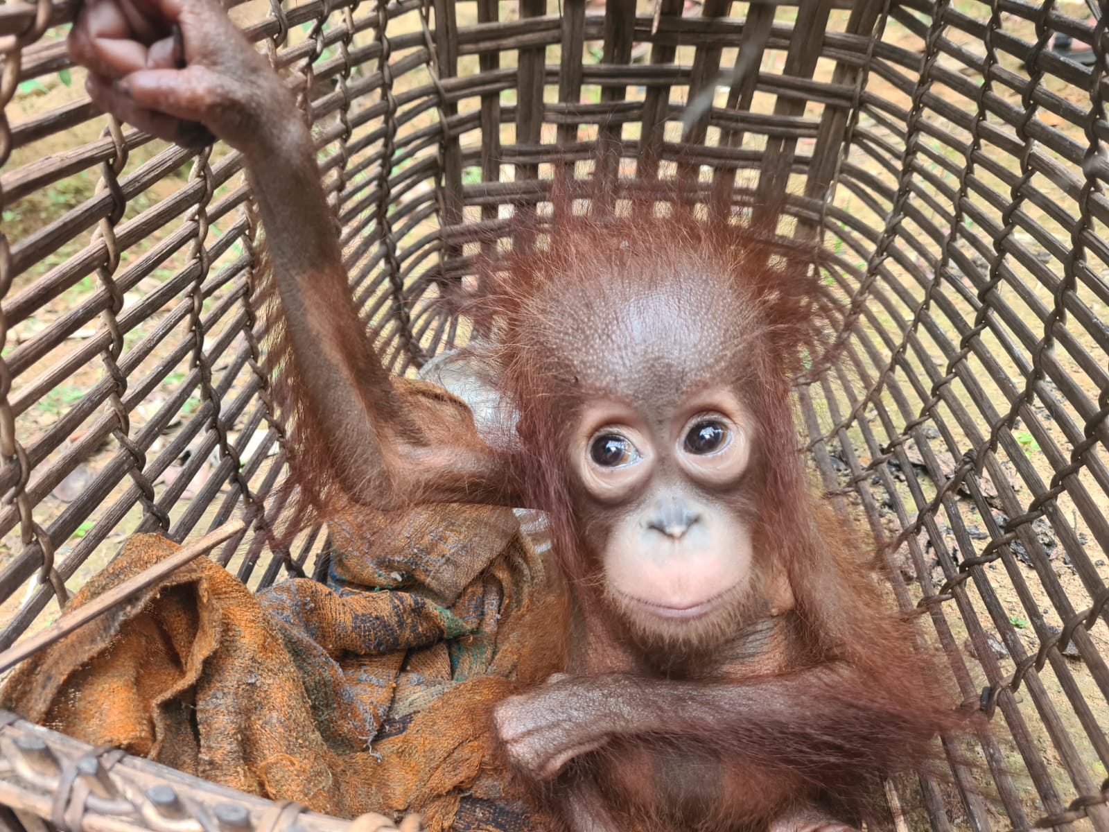 Bayi orangutan yang terindikasi mengalami malnutrisi yang diselamatkan Balai KSDA (Foto : KLHK)