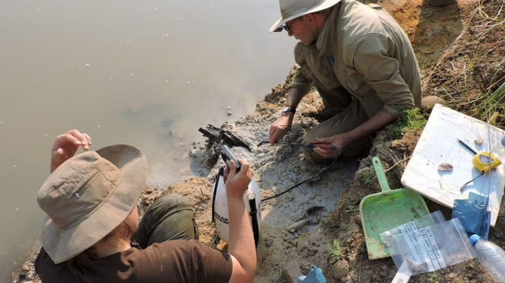 zambia kayu tertua.png