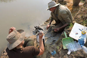 zambia kayu tertua.png