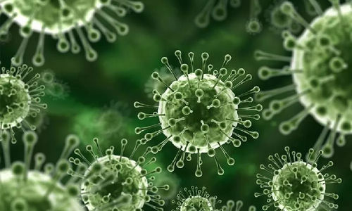 virus-nipah1-114436737.jpg