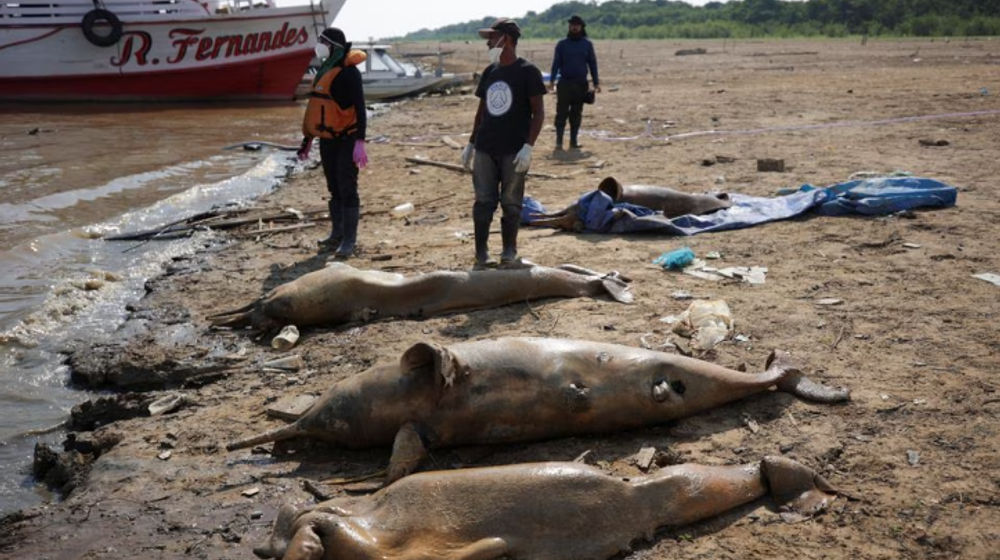 Para Peneliti dari Mamiraua Institute for Sustainable Development Mengambil Lumba-Lumba Mati