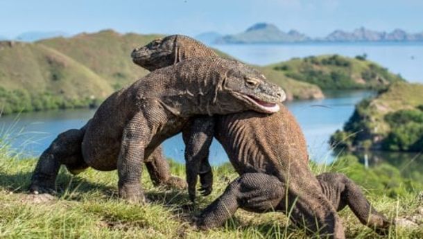 Film The Glorious Komodo Island Memukau Ratusan Penonon di Teter Keong Mas, TMII, Jakarta Timur