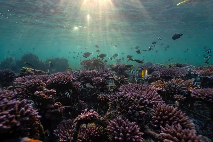 Ikan Berenang di Taman Terumbu Karang di Nusa Dua, Bali