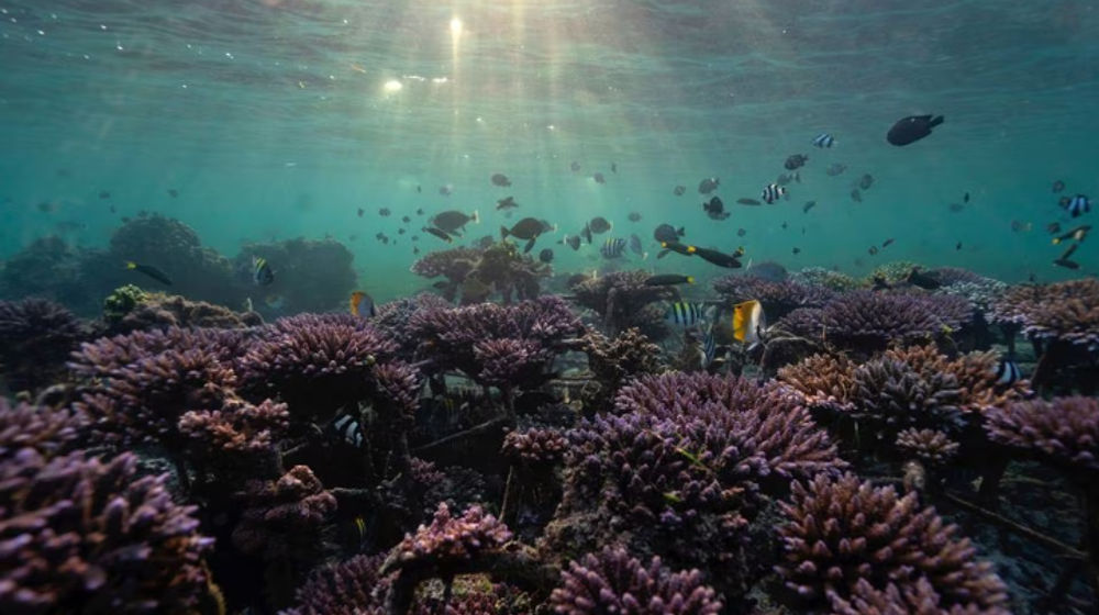 Ikan Berenang di Taman Terumbu Karang di Nusa Dua, Bali