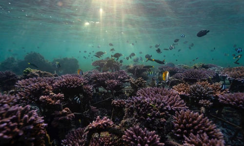 Ikan Berenang di Taman Terumbu Karang di Nusa Dua, Bali