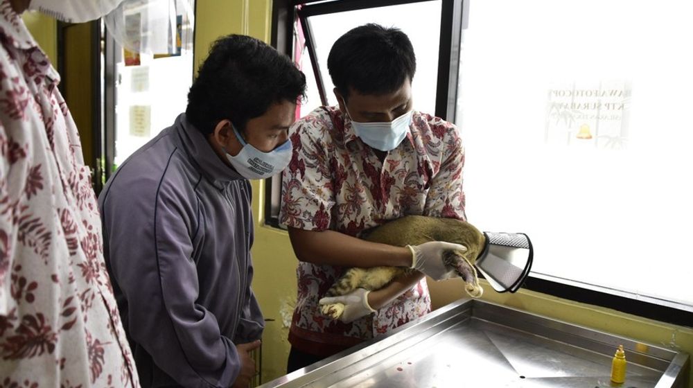Tekan Penyebaran Penyakit dari Hewan, Pemkot Surabaya Sediakan Layanan Klinik Hewan Gratis