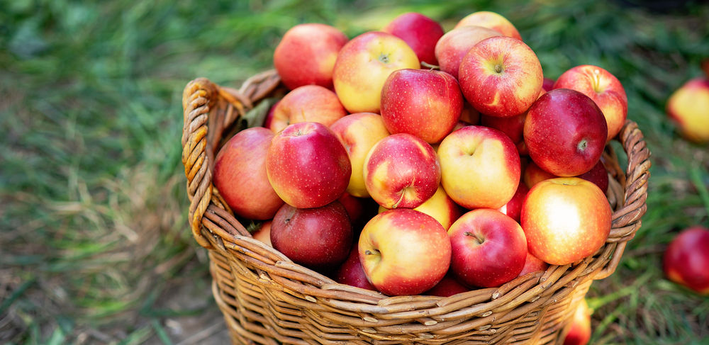 Manfaat apel sebagai penurun berat badan