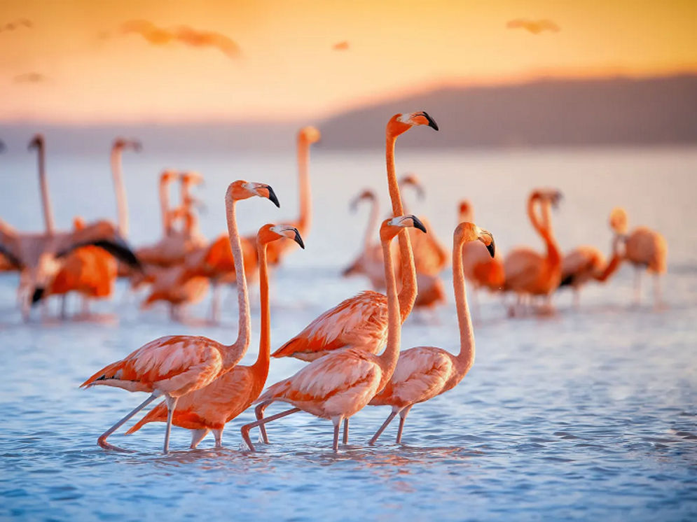 where-do-flamingos-live.png