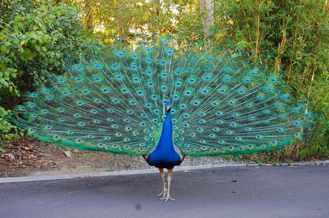 indian-peafowl