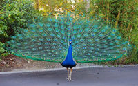 Beautiful-indian-peafowl-photos.png