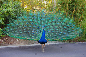 Beautiful-indian-peafowl-photos.png