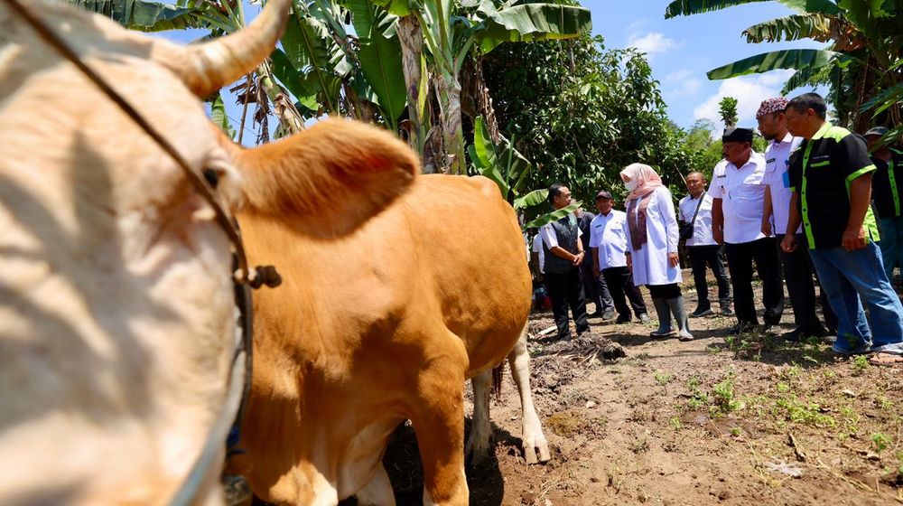Mantap! Program SMS Pisan Pemkab Banyuwangi Berhasil Tingkatkan Produktivitas Sapi