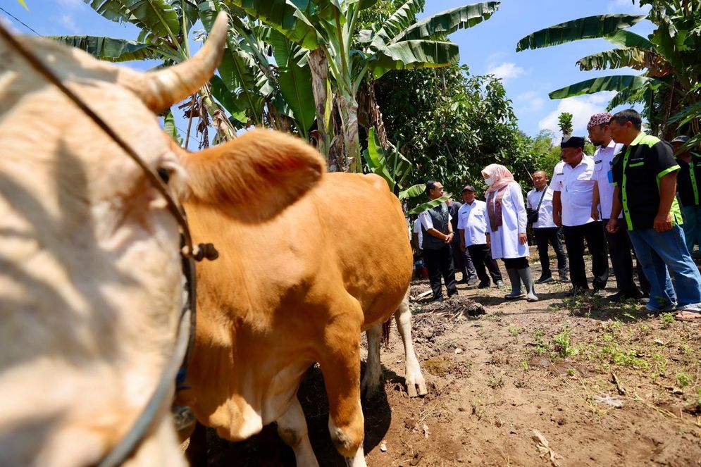 Mantap! Program SMS Pisan Pemkab Banyuwangi Berhasil Tingkatkan Produktivitas Sapi