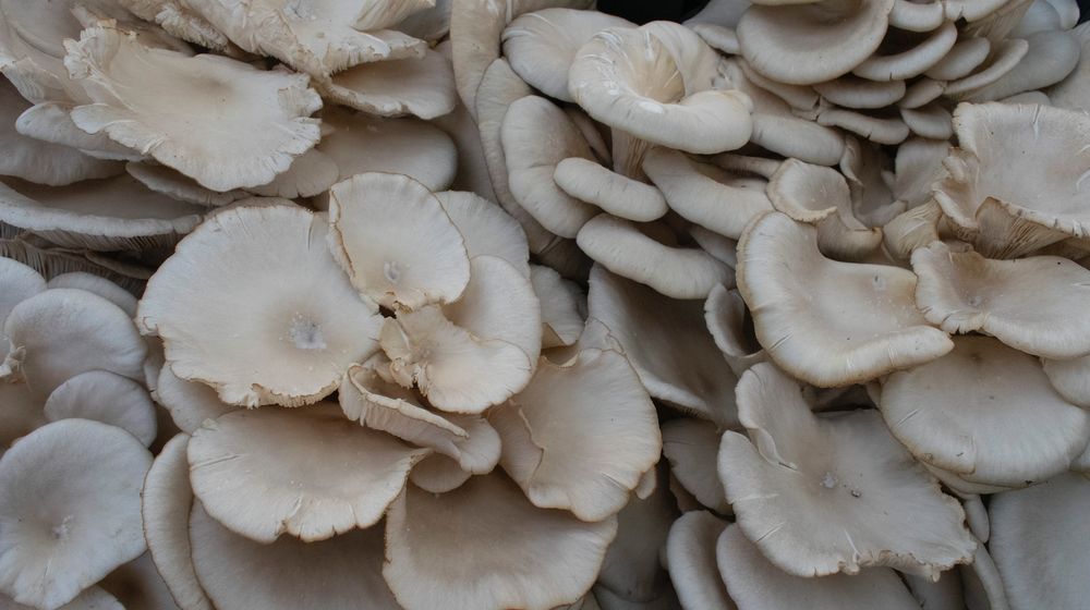 Jamur tiram