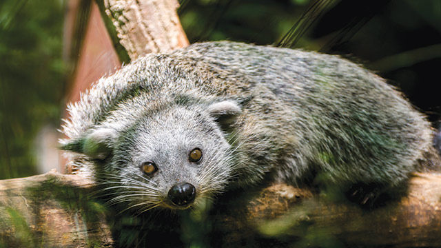 Binturong