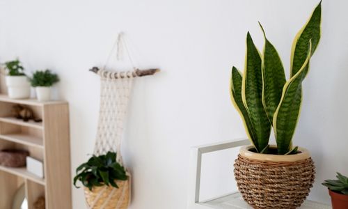 5 Manfaat Tanaman Lidah Mertua atau Sansevieria di Rumah
