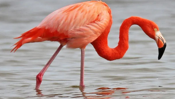 Keunikan Flamingo Berbulu Merah Muda dan Jingga