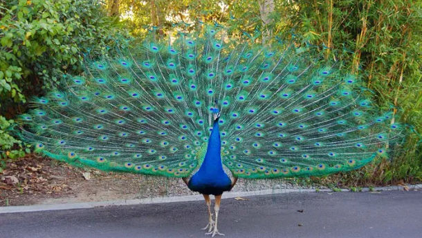 Merak India Dikenal Burung Berbagai Warna yang Terkenal di Seluruh Dunia