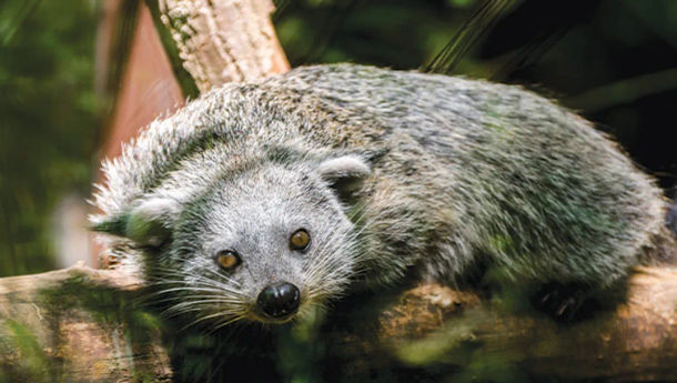 10 Fakta Binturong Hewan yang Hampir Punah