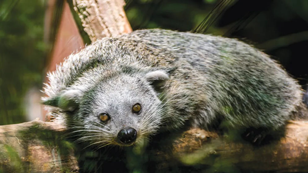 Binturong secara ilmiah dikenal sebagai Arctictis binturong, termasuk dalam keluarga Viverridae yang juga dikenal sebagai keluarga musang. 