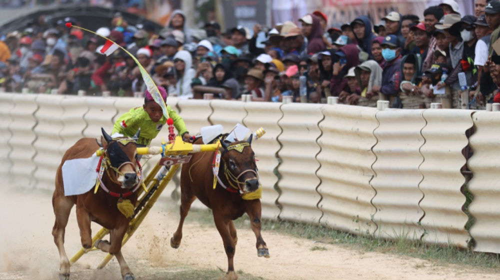 Komitmen Lestarikan Budaya, Pemprov Jatim Gelar Karapan Sapi Khas Madura