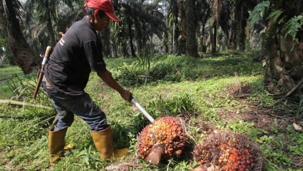 Baru IPO, Pulau Subur (PTPS) Rencana Bangun Pabrik Pengolahan Kelapa Sawit