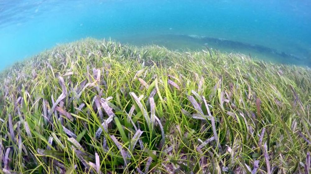 padang-lamun-2.jpeg