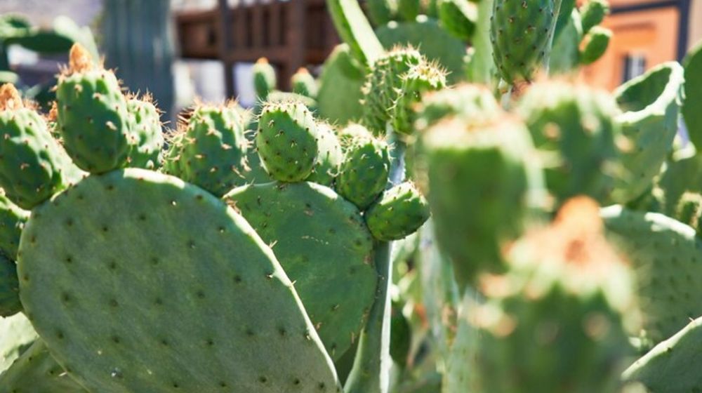 Manfaat Tersembunyi dari Tanaman Kaktus untuk Kesehatan, Tidak Hanya Sebagai Hiasan!
