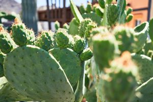 Manfaat Tersembunyi dari Tanaman Kaktus untuk Kesehatan, Tidak Hanya Sebagai Hiasan!