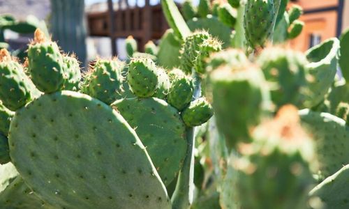 Manfaat Tersembunyi dari Tanaman Kaktus untuk Kesehatan, Tidak Hanya Sebagai Hiasan!