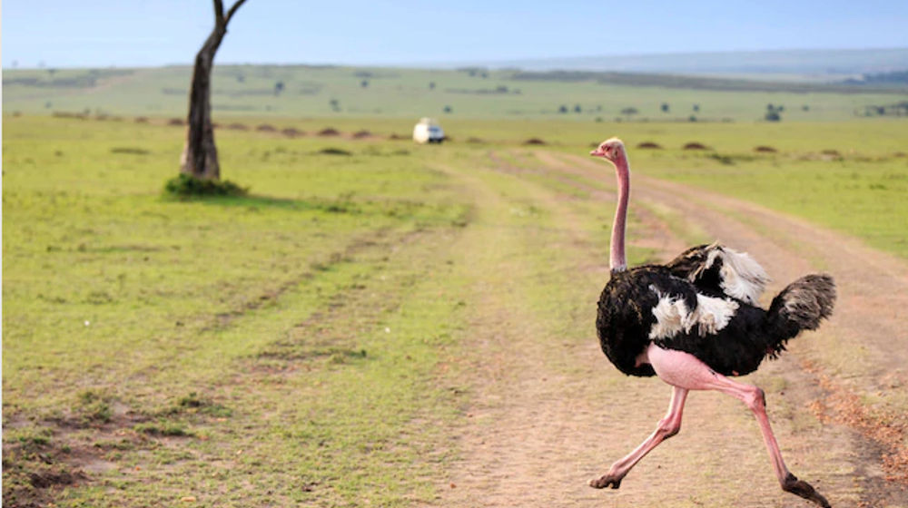 Burung Unta.  nationalgeographic/JAMIE ANGUS