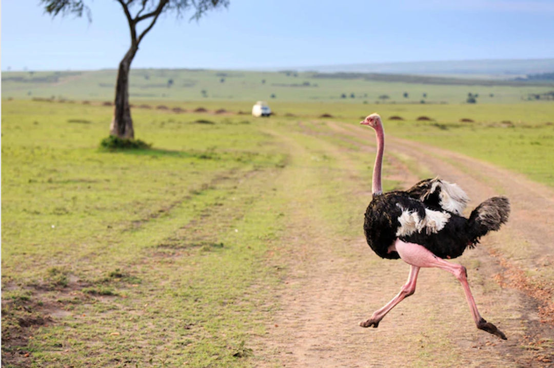 Burung Unta.  nationalgeographic/JAMIE ANGUS