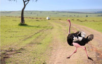 Burung Unta.  nationalgeographic/JAMIE ANGUS