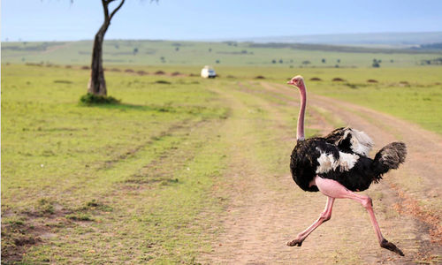 Burung Unta.  nationalgeographic/JAMIE ANGUS