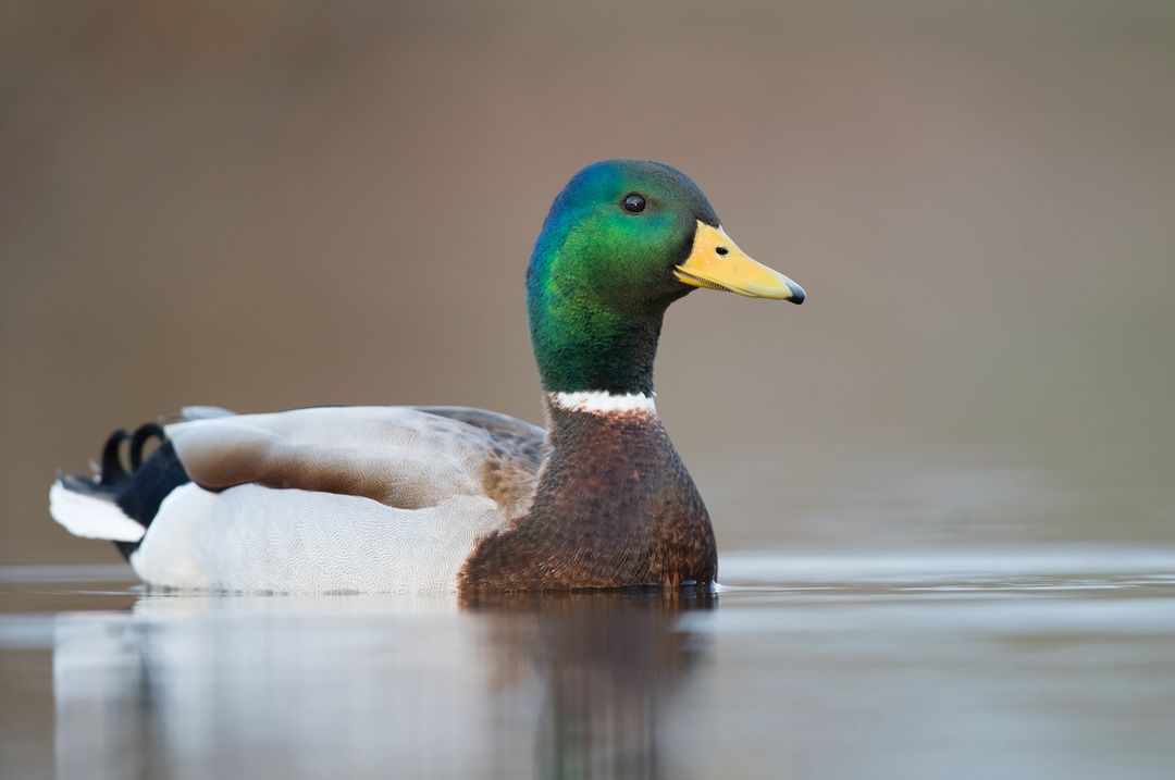 Itik Mallard.  (wildlifeillinois.org)