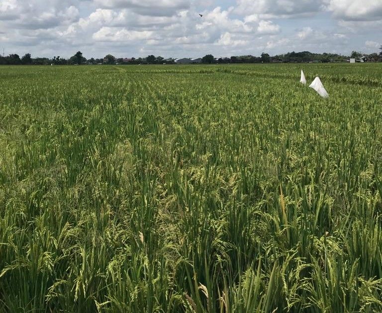 Dampak El Nino, 10 Persen Petani di Kabupaten Kutai Kartanegara Gagal Panen