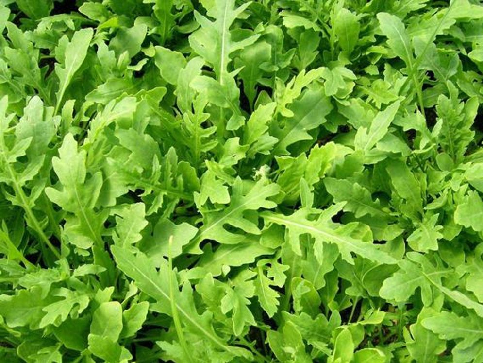 Potensi Arugula Sebagai Tanaman Herbal Multifungsional 