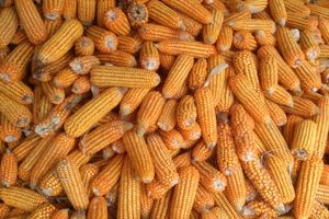 Jagung