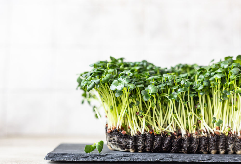 Urban Farming Microgreens