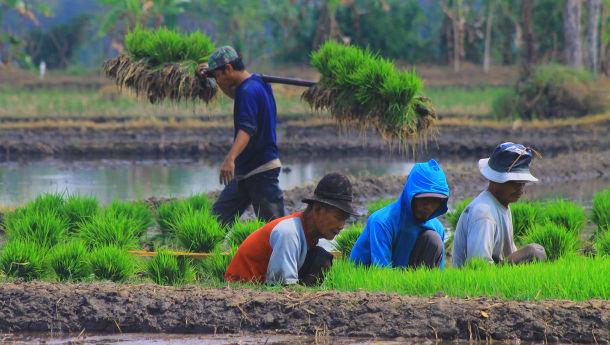 Strategi Kementan Dongkrak Produksi Beras Tahun 2024