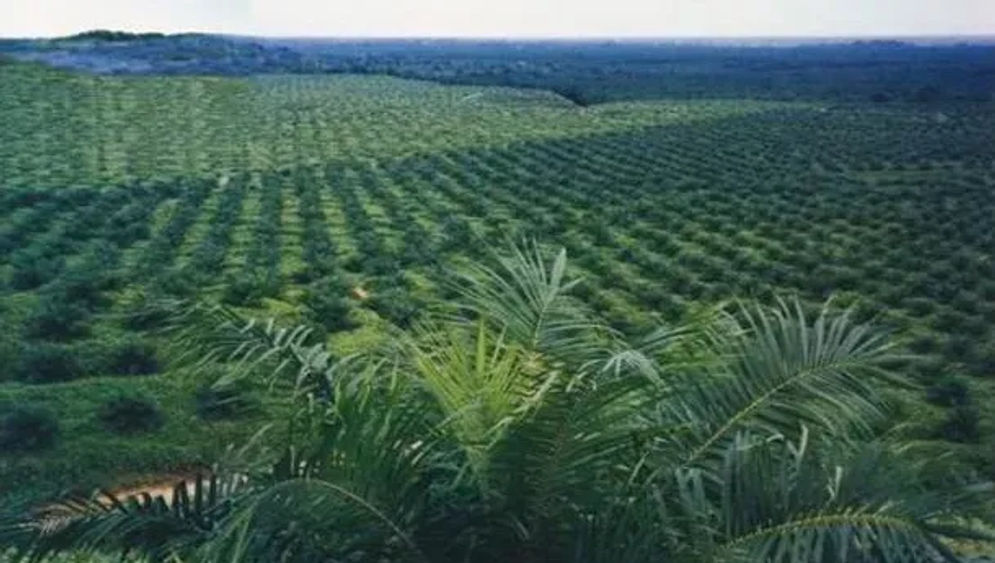  PT Perkebunan Nusantara (PTPN) III menyarankan sebanyak 2 juta hektare lahan perkebunan kelapa sawit dikonversi menjadi perkebunan tebu untuk pasokan bahan bioetanol.