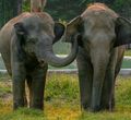 Gajah