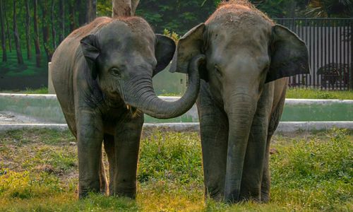 Gajah