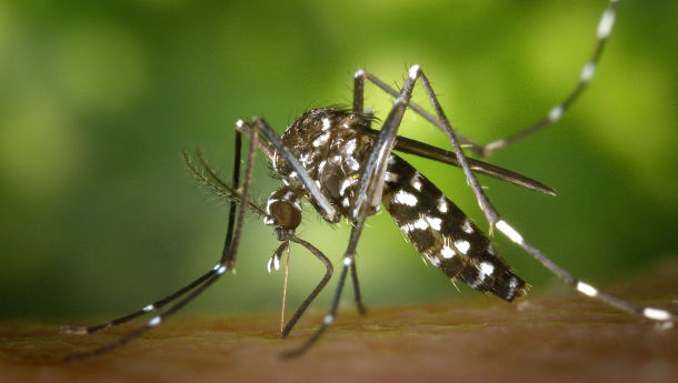 Kenali Nyamuk Wolbachia yang Disebut Mampu Atasi DBD