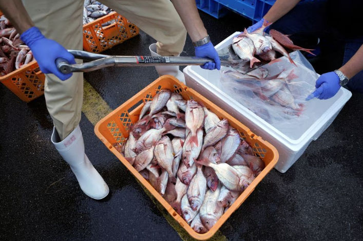 Staf Lokal Membungkus Sampel Ikan ke dalam Kotak Dingin untuk Tim Ahli dari Badan Energi Atom Internasional (IAEA) Bersama Ilmuwan dari China, Korea Selatan, dan Kanada di Pelabuhan Hisanohama (Reuters/Eugene Hoshiko)