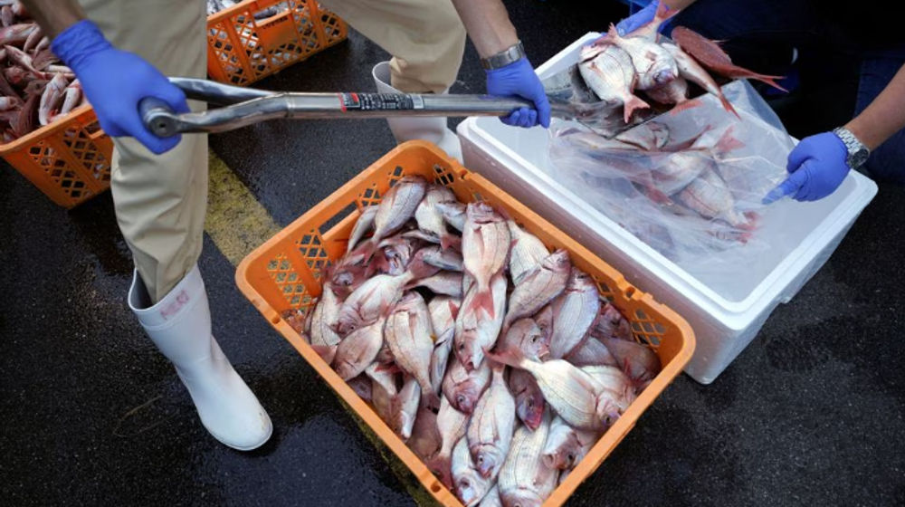 Staf Lokal Membungkus Sampel Ikan ke dalam Kotak Dingin untuk Tim Ahli dari Badan Energi Atom Internasional (IAEA) Bersama Ilmuwan dari China, Korea Selatan, dan Kanada di Pelabuhan Hisanohama