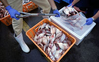 Staf Lokal Membungkus Sampel Ikan ke dalam Kotak Dingin untuk Tim Ahli dari Badan Energi Atom Internasional (IAEA) Bersama Ilmuwan dari China, Korea Selatan, dan Kanada di Pelabuhan Hisanohama